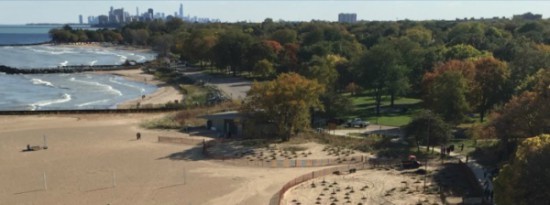 Trees for the Clark Street Beach Bird Sanctuary