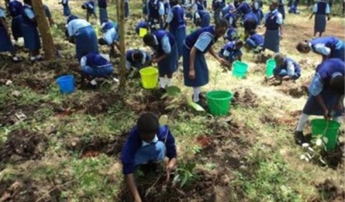Plant a Tree Save the Future
