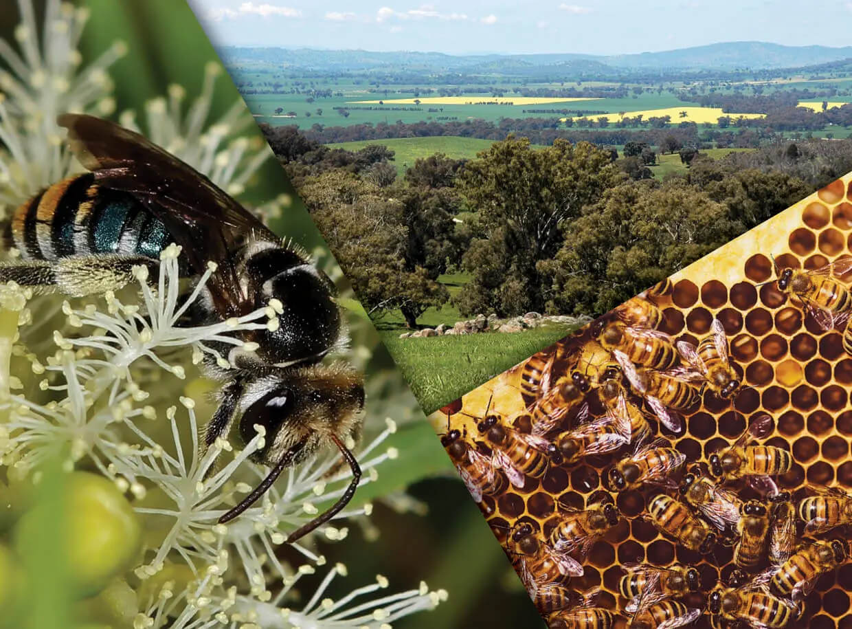 Powerful Pollinator NSW central slopes, Murray-Riverina and N E Victoria