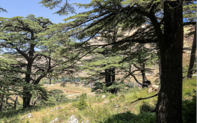 Lebanese Rotarians racing to reforest
