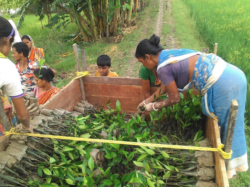 Mangrove Nursery