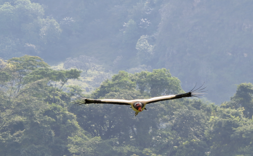 Restoring land and livelihoods in Colombia - ESRAG - Environmental ...