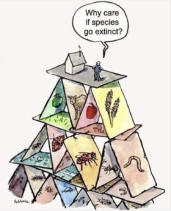 A drawing of a pyramid of cards with text saying, "Why care is species go extinct?"
