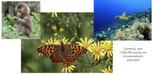 Graphic showing biodiversity of Earth's animals, including a butterfly, monkey, and turtle