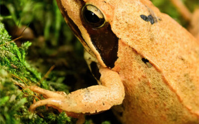 Leap Into Conservation: Help Save Amphibians with SAVE THE FROGS!