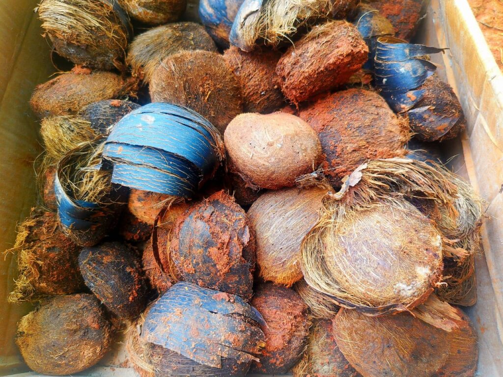 Palmyra seeds collected from the few old trees left behind