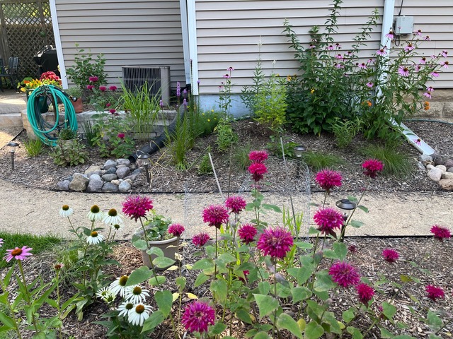 Plants Side Yard