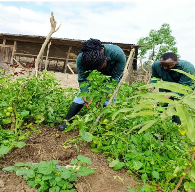 A kitchen garden at the site where testing of the organic fertilizer takes place