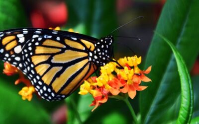 Biodiversity: The Cornerstone of Life on Earth – And How You Can Help Protect It