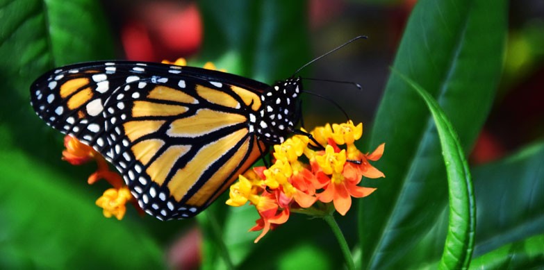 Biodiversity: The Cornerstone of Life on Earth – And How You Can Help Protect It