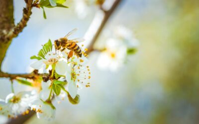 Flowers for Bees, Hope for the Planet: A Rotary Pollination Campaign