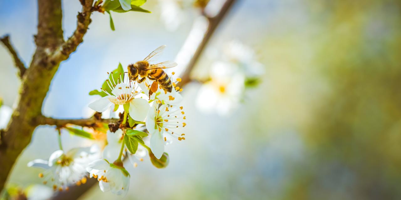 Flowers for Bees, Hope for the Planet: A Rotary Pollination Campaign