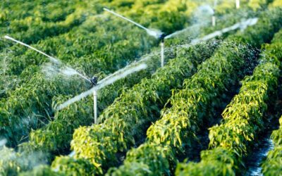 Planting Seeds for the Future: Closing the Rotary Year with a Focus on Food Systems