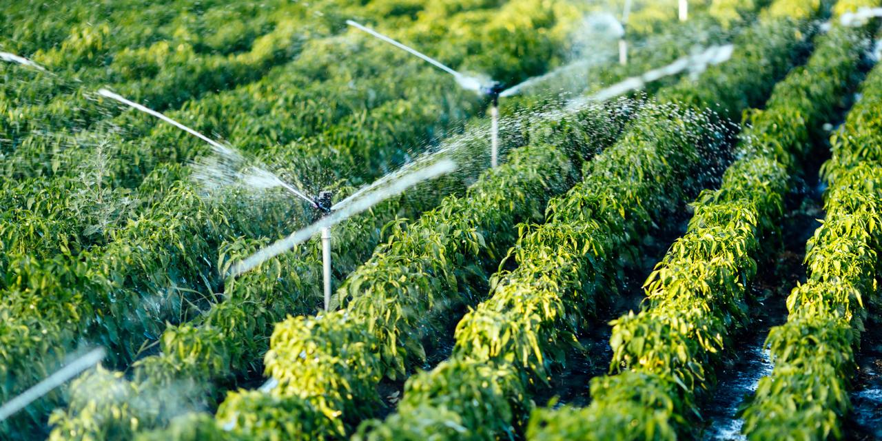 Food Systems, source: Canva