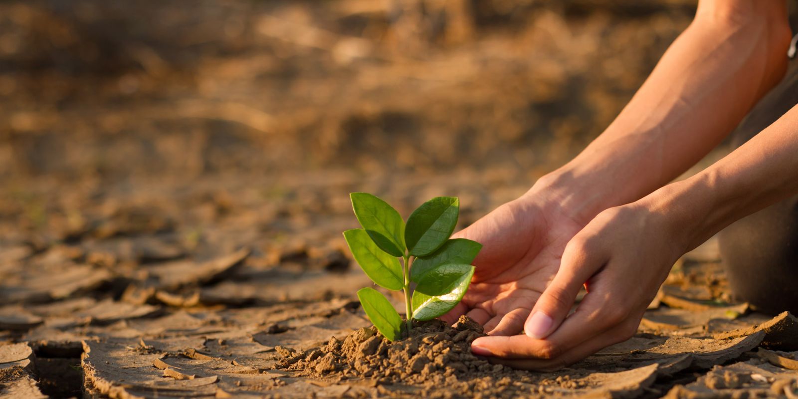 Bridging Rotary’s Focus Areas Through Climate Action